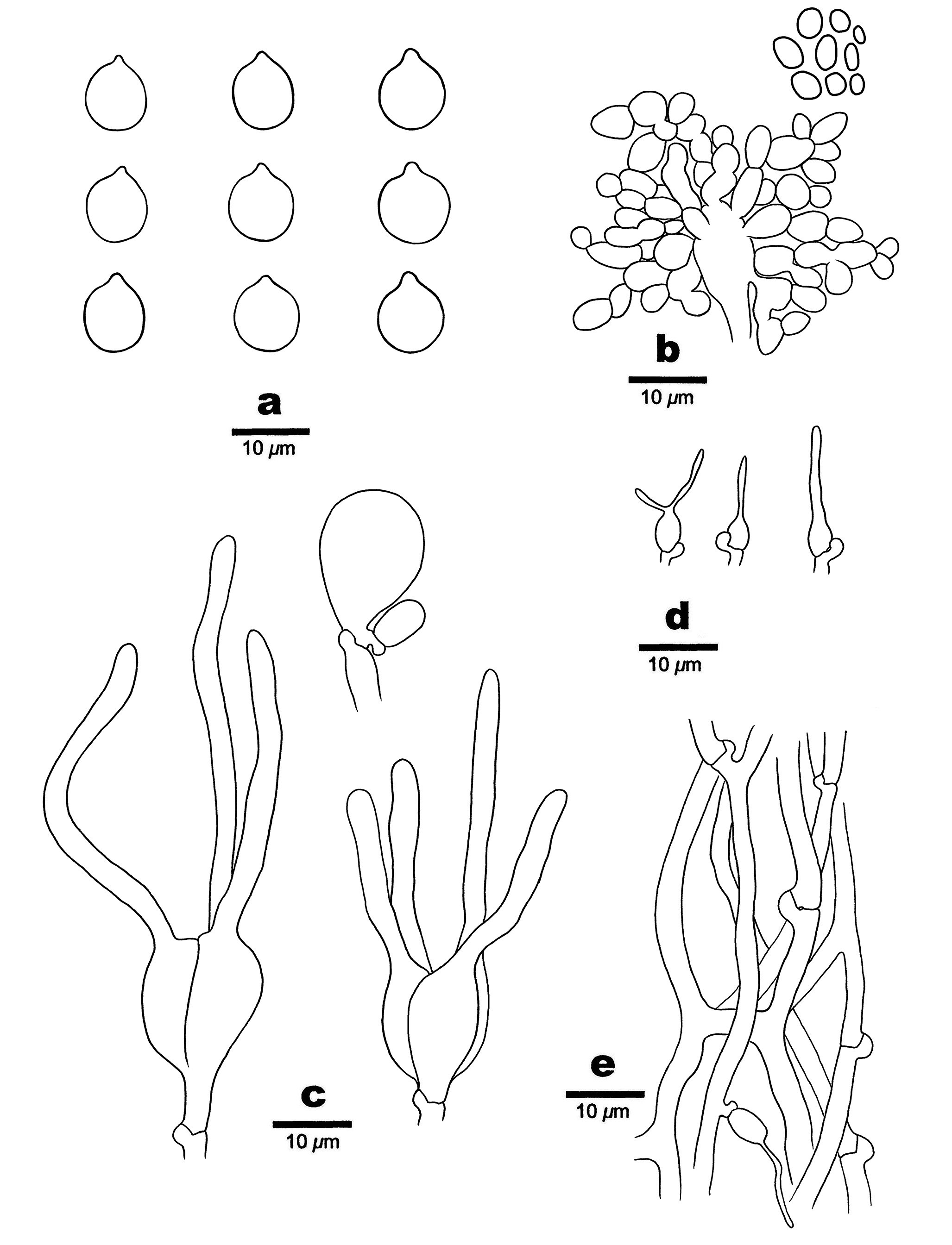 Figure 53
